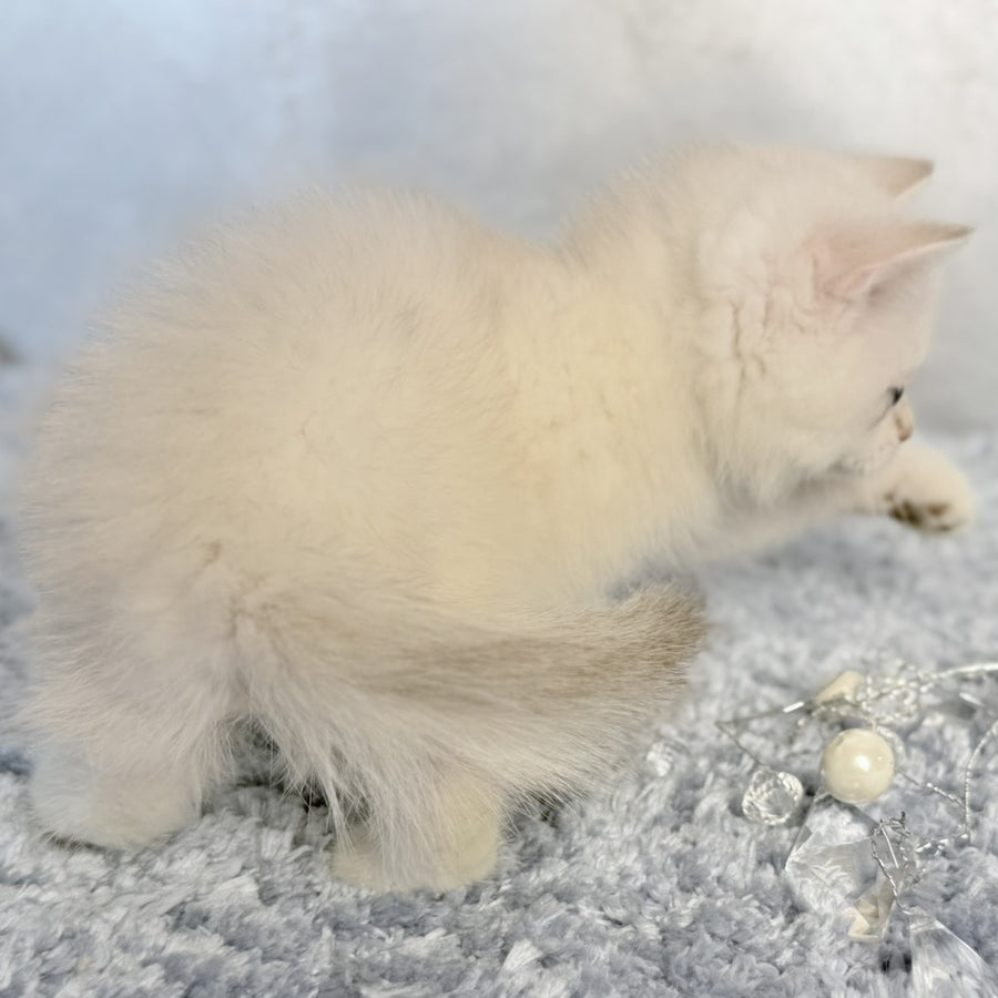 Jordan Scottish Straight female, blue golden shaded pointed