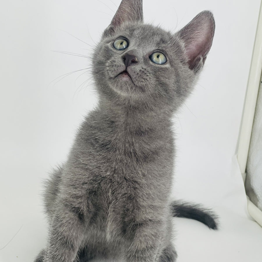 Archie Russian Blue male, blue