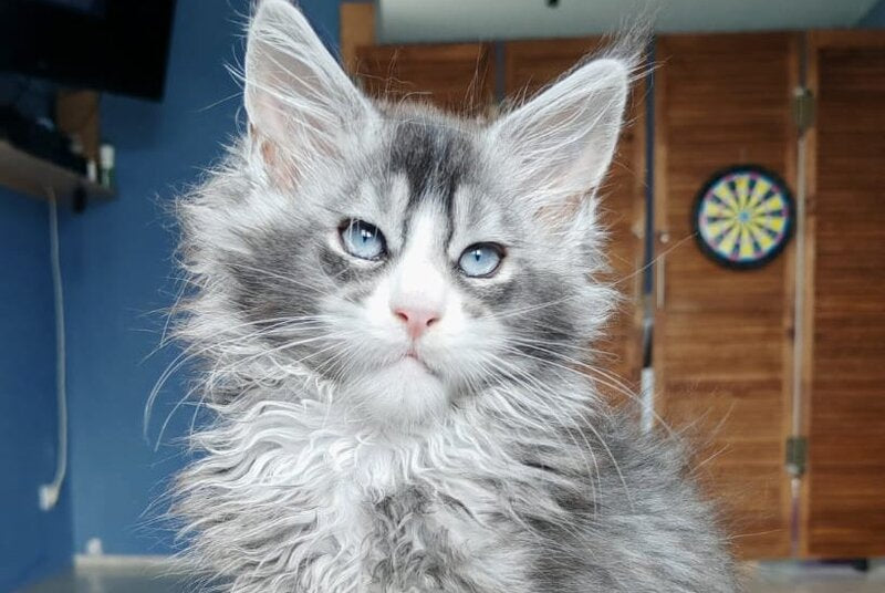 London Maine Coon male polydactyl, black silver ticked tabby with white