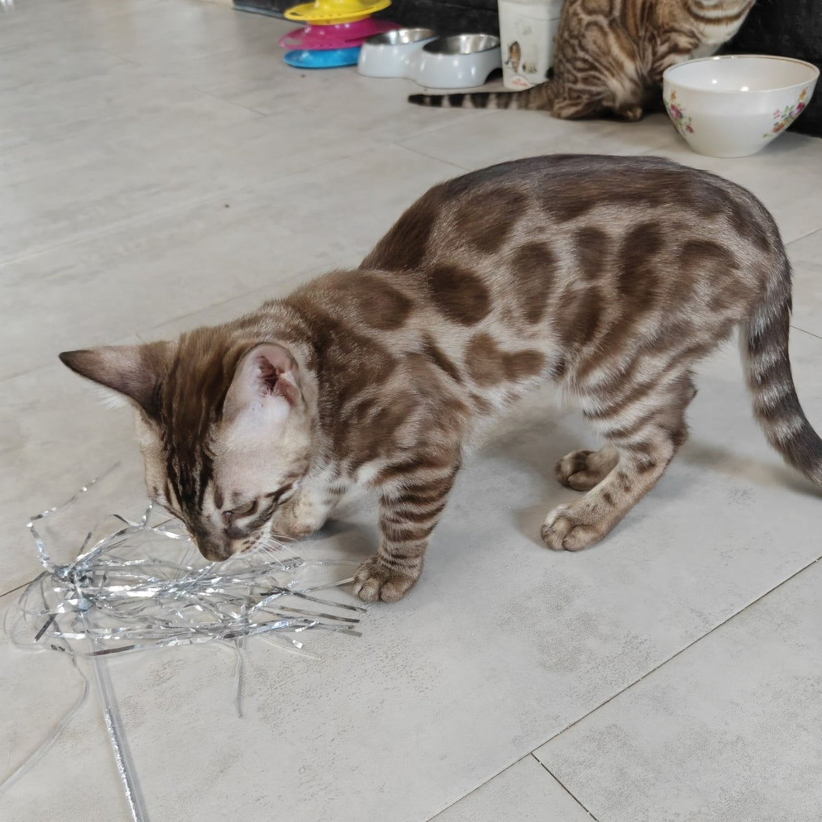 Jason Bengal male, black amber spotted tabby pointed