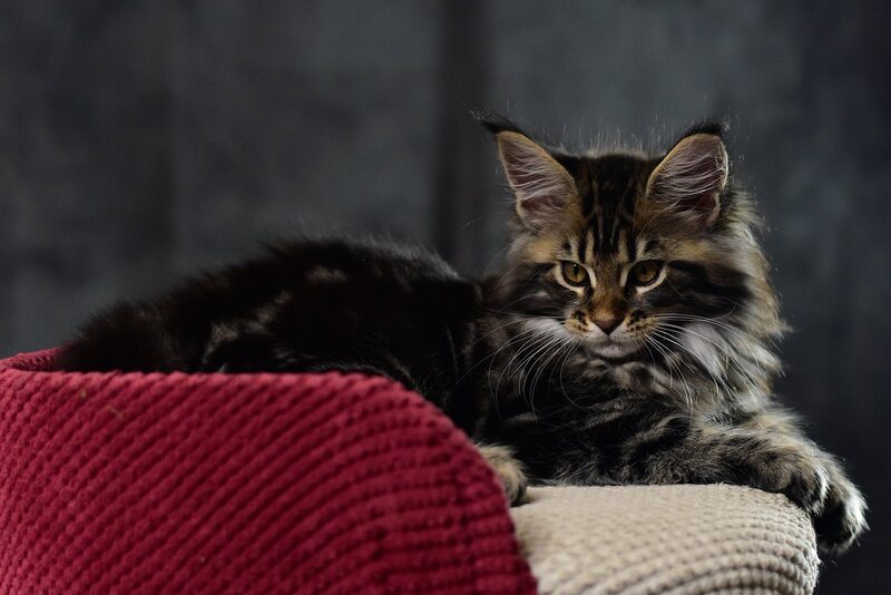 Calypso Maine Coon male, black tabby
