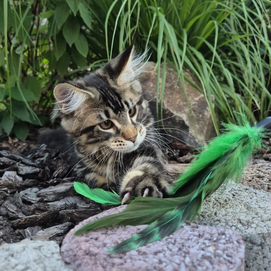 Kaiser Maine Coon male, black tabby