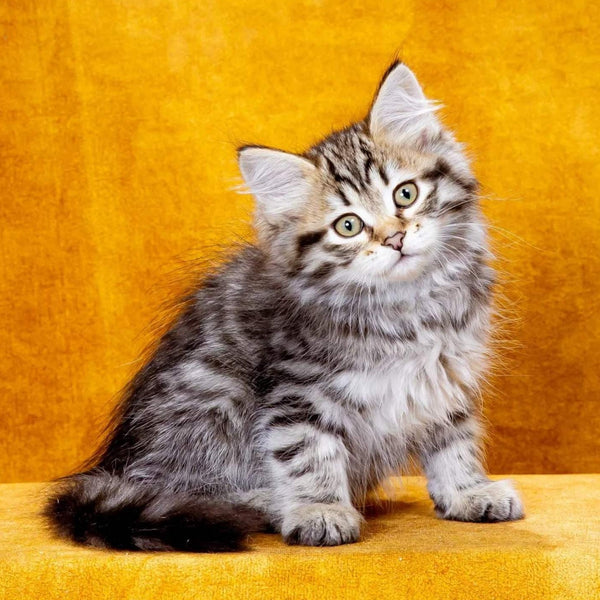 Klim Siberian male, black spotted tabby