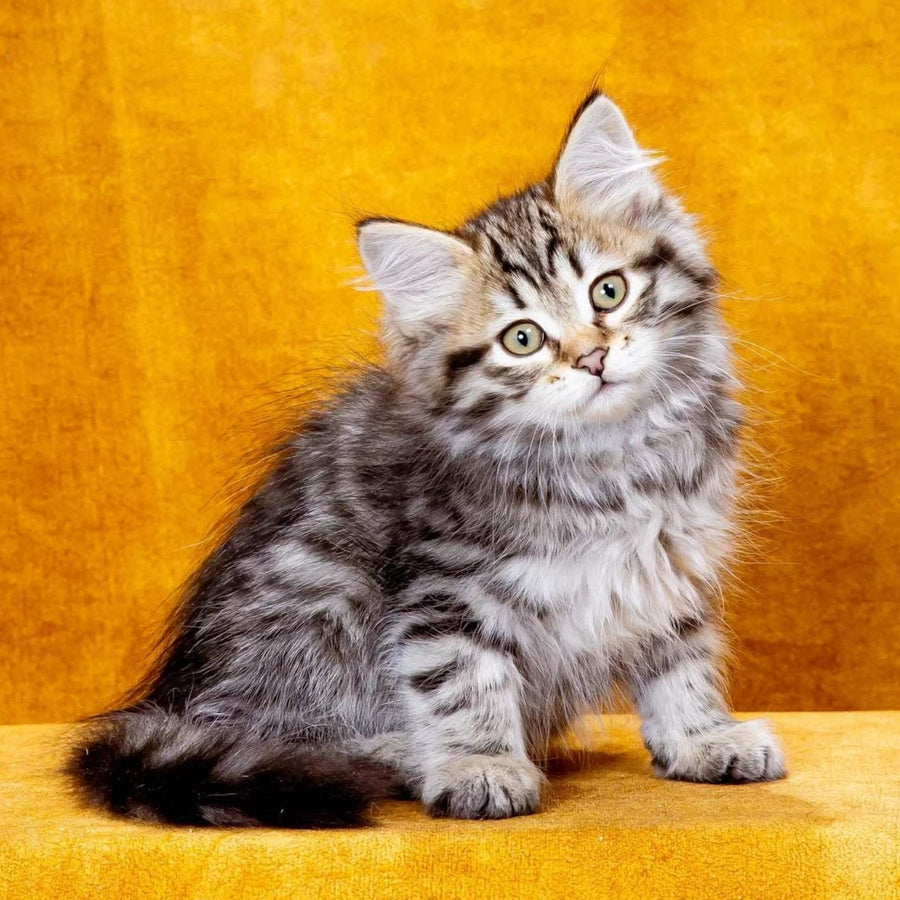 Klim Siberian male, black spotted tabby
