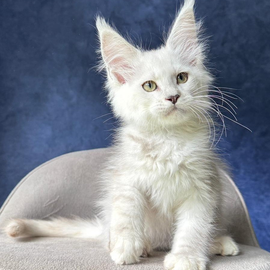 Webb Maine Coon male, black silver shaded