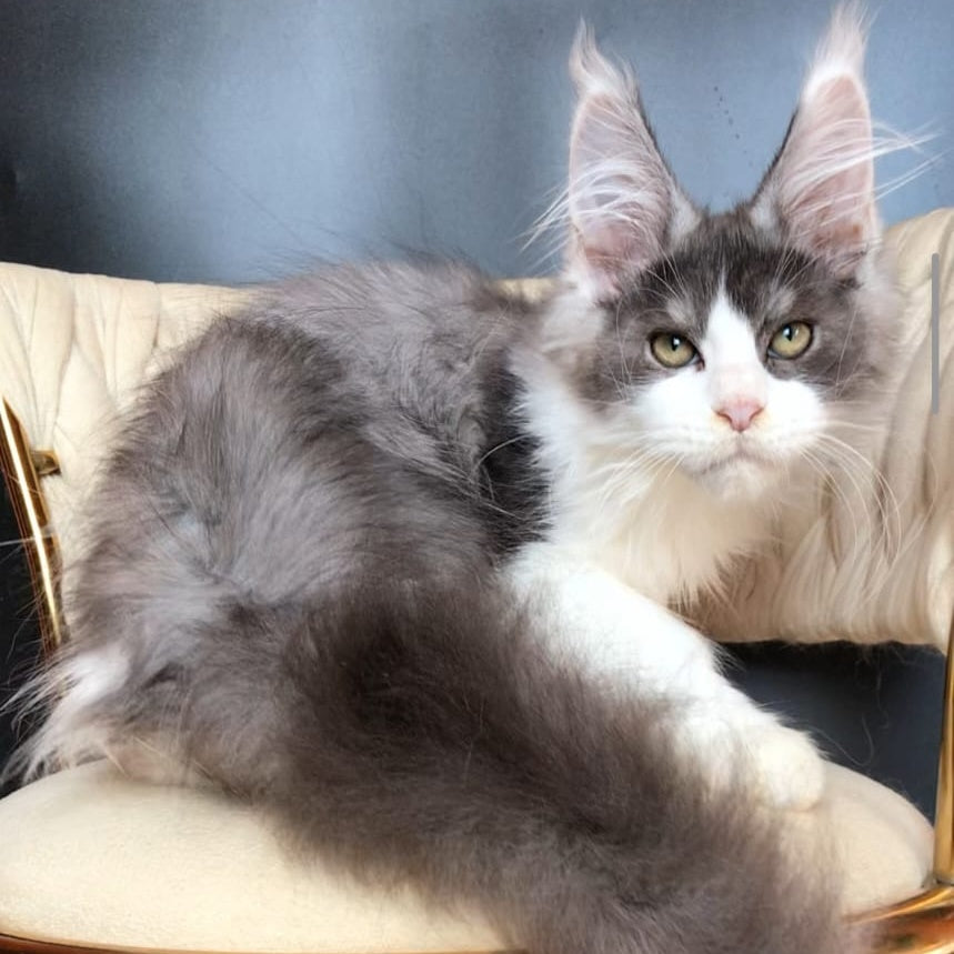 Casanova Maine Coon male, black silver bicolour
