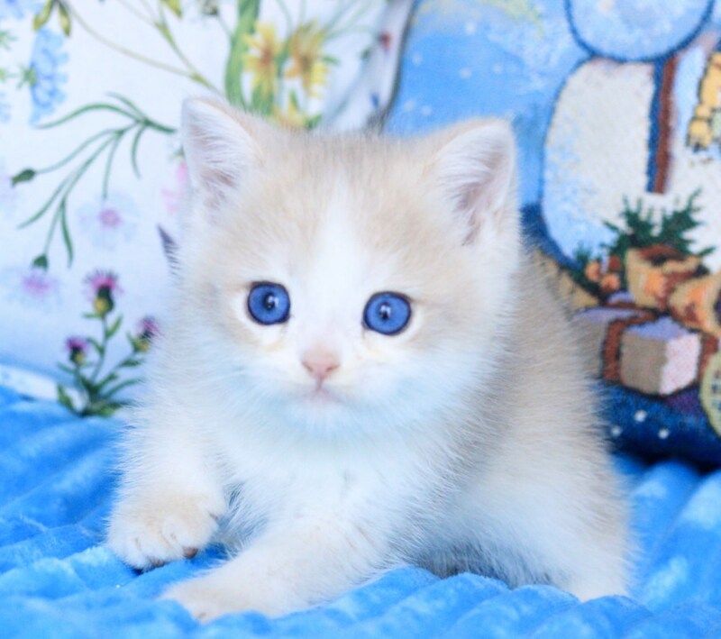 Velvet British Shorthair male, blue golden chinchilla