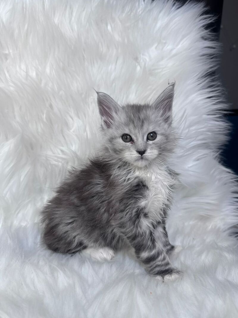 Cillian Maine Coon male black silver tabby bicolour - live animals