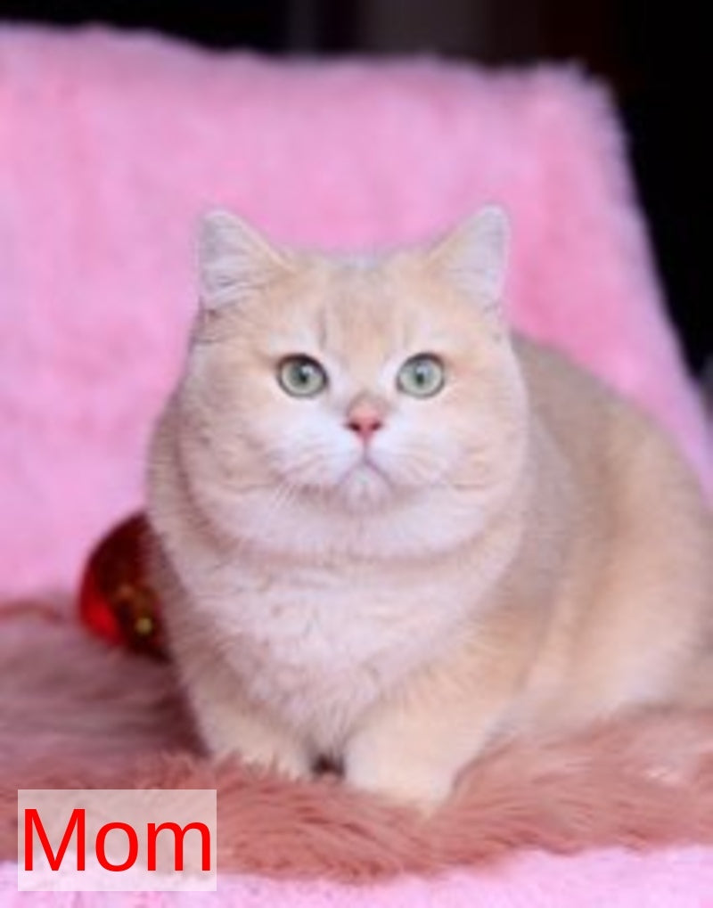 Velvet British Shorthair male, blue golden chinchilla