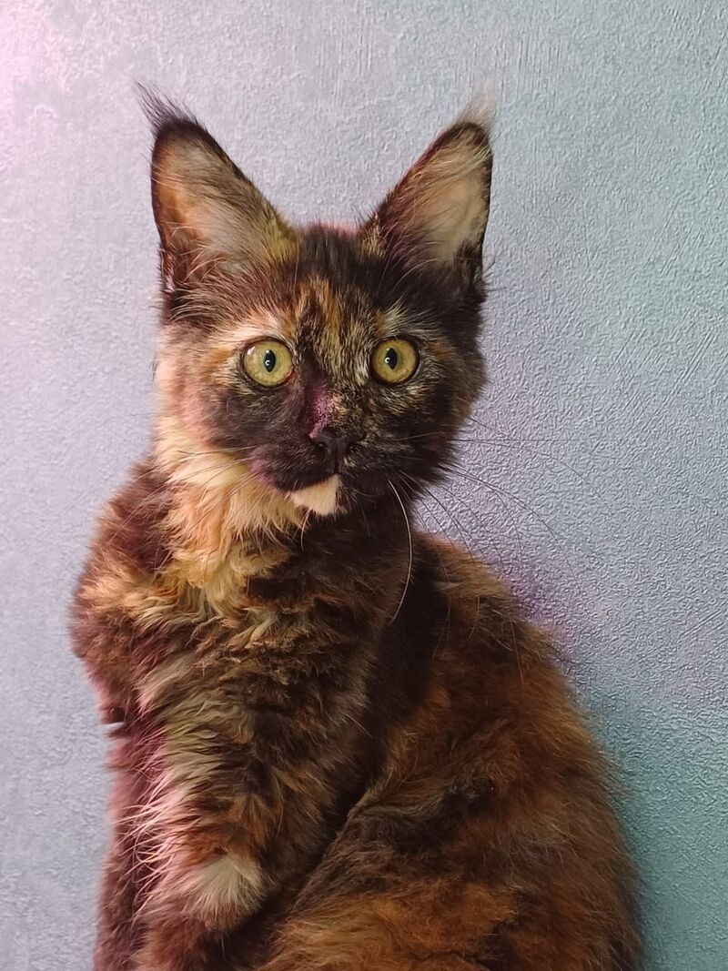 Maserati Maine Coon female, black tortie