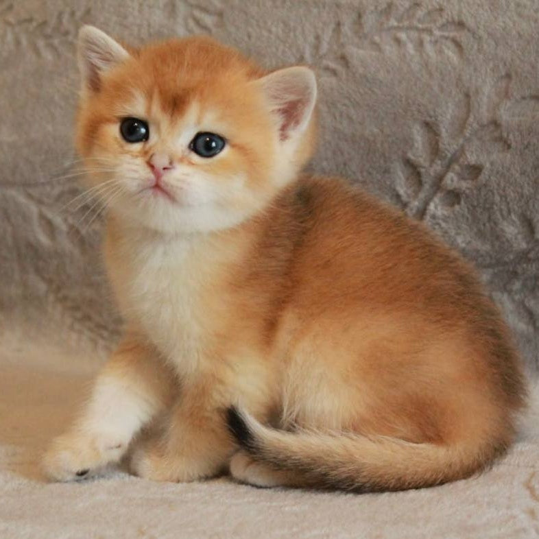 Morris British Shorthair male, black golden chinchilla