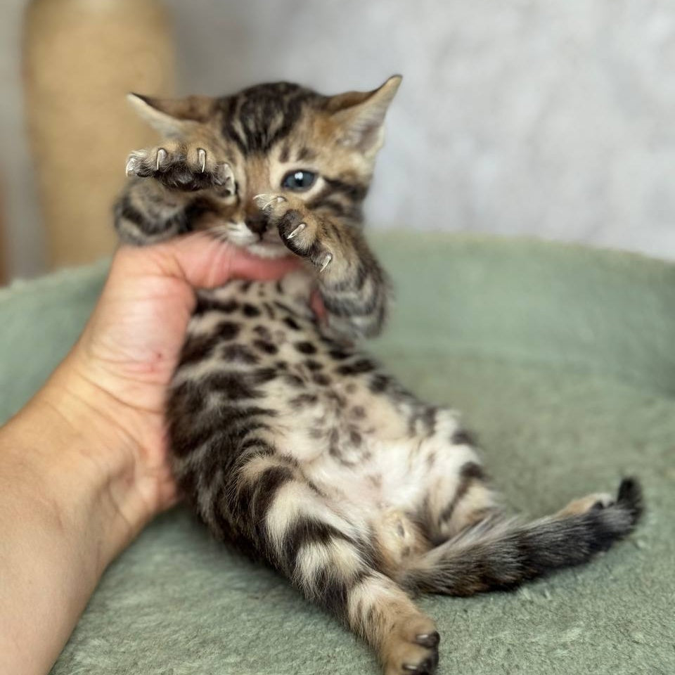 Elvis Bengal male, black spotted tabby