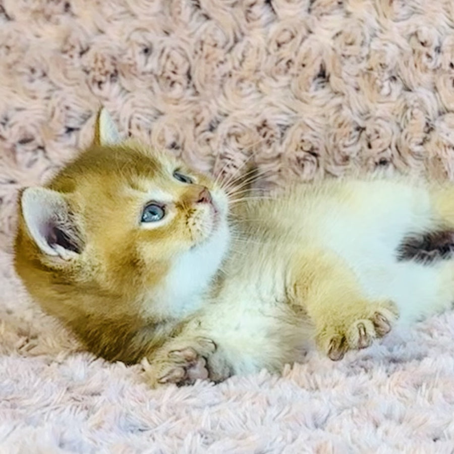 Golden Prince British Shorthair male, cinnamon golden shaded