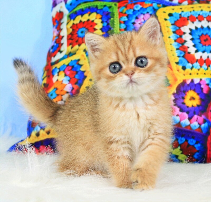 Rose British Shorthair female, black golden spotted tabby