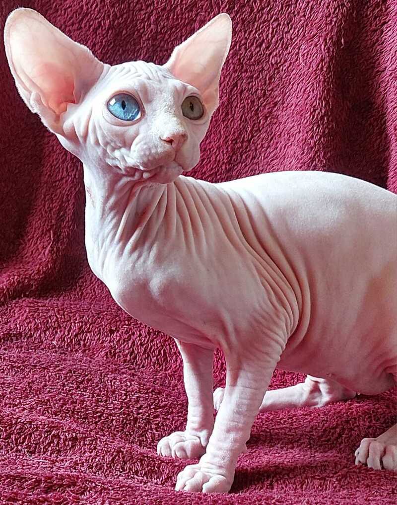 Tina Canadian Sphynx female, white