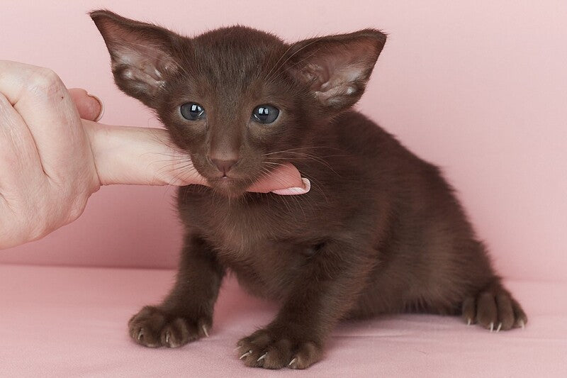 Quentin Oriental Shorthair male chocolate - live animals