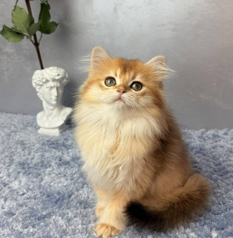 Dusha Scottish Straight female black golden shaded - live animals