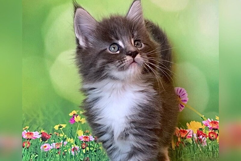 Urmas Maine Coon male, blue bicolour tabby