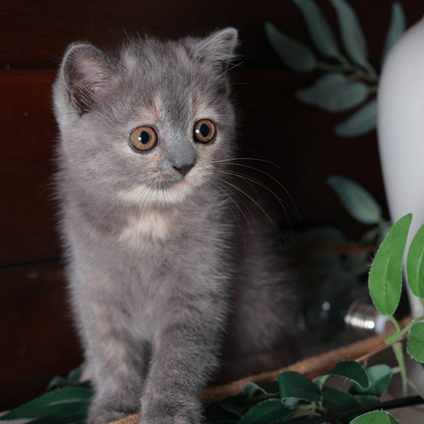 Aivi British Shorthair female, blue tortie