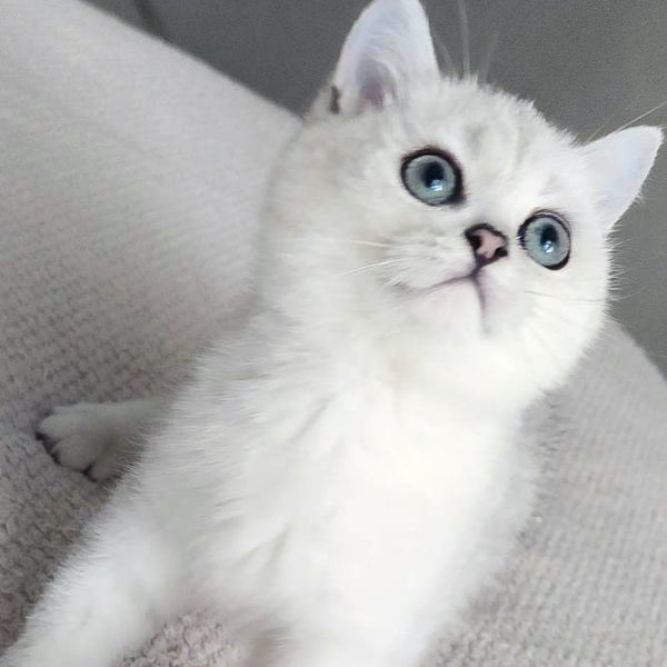 Kardinal British Shorthair male, black silver shaded