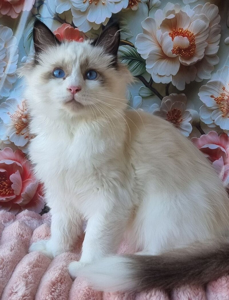Prohor Siberian male, black pointed with white