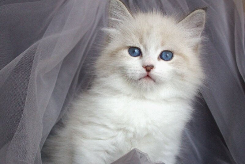 Faraon Siberian male, black bicolour tabby pointed