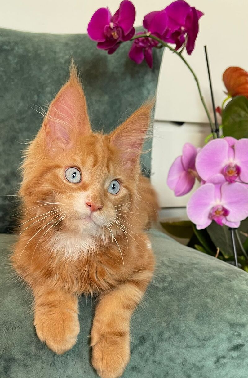 Archer Maine Coon male, red tabby