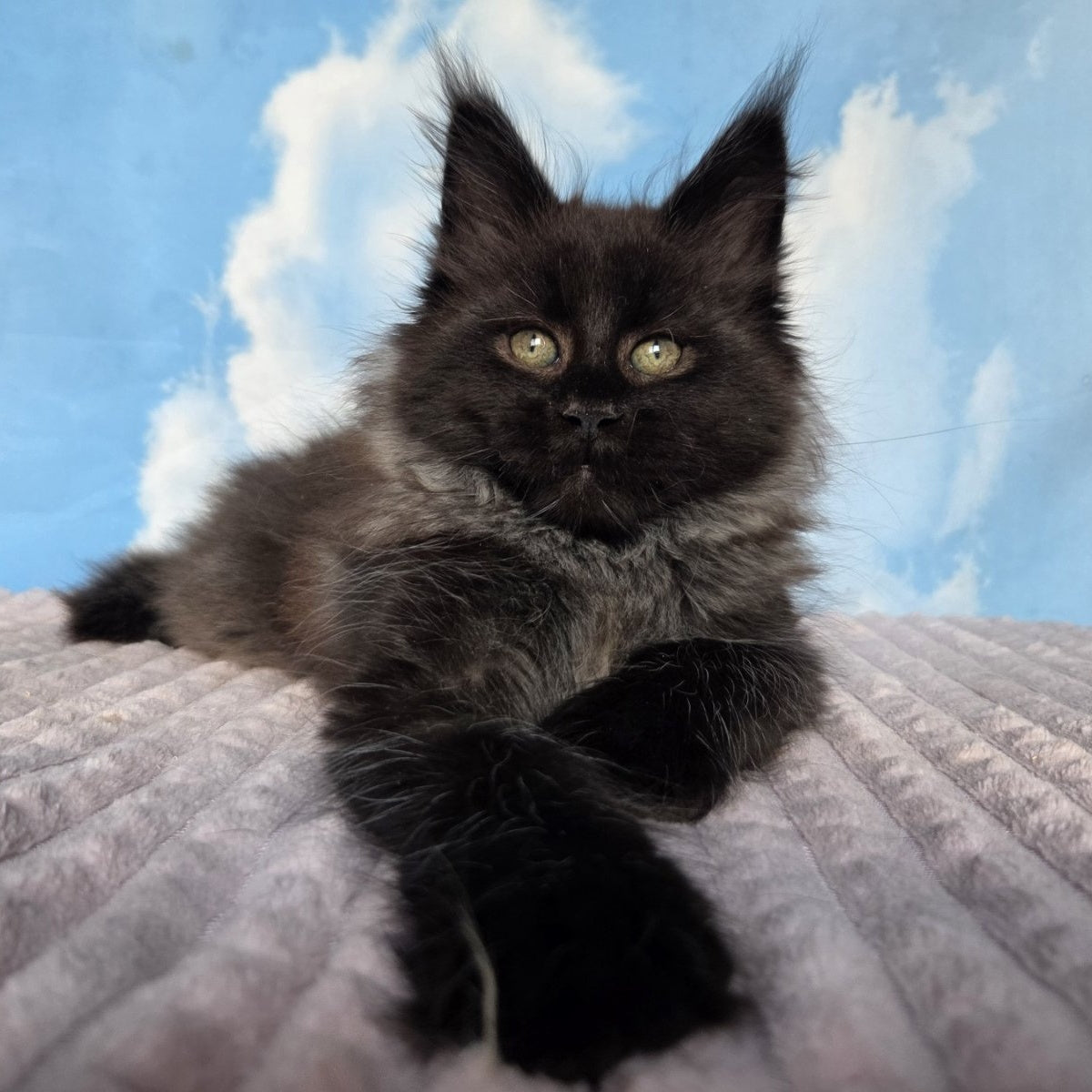 Volk Maine Coon male, black