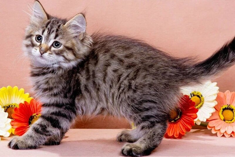 Gavrosh Siberian male black spotted tabby - live animals
