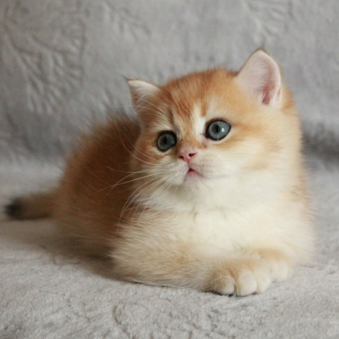 Khan British Shorthair male, black golden chinchilla
