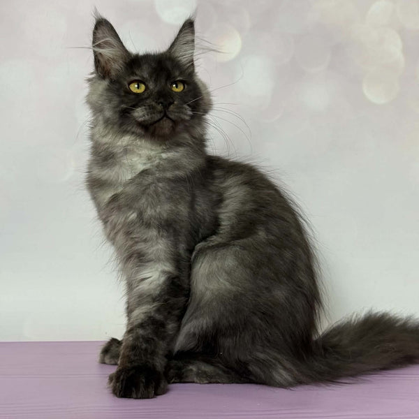 Aurora Maine Coon polydactyl 7x6x5x5 female, black silver