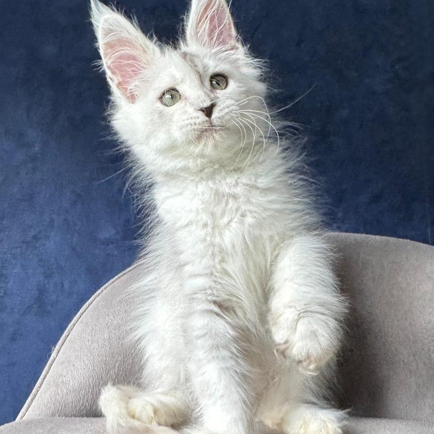 X-Axis Maine Coon male, black silver shaded