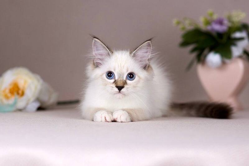 Galaxy Siberian female blue with white tabby pointed - live animals