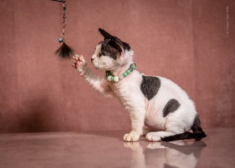 Luntik Devon Rex male, black harlequin