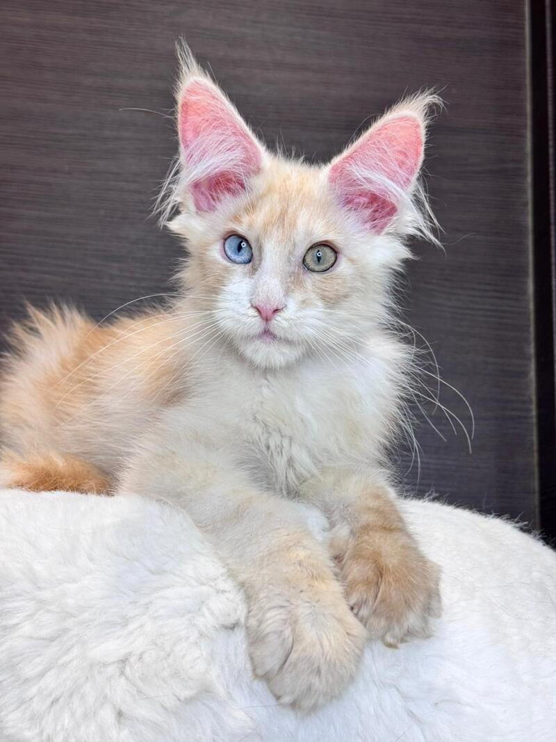 Melvin Maine Coon male cream silver with white - live animals