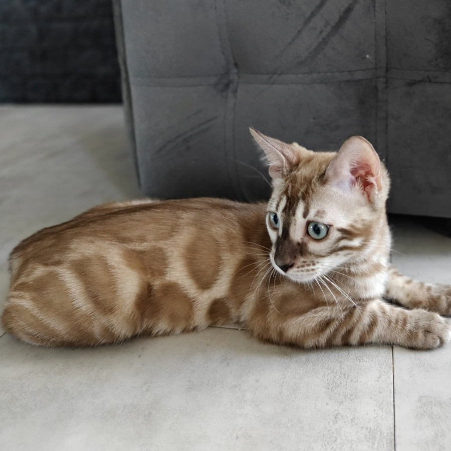 Iron Bengal male, black amber spotted tabby pointed
