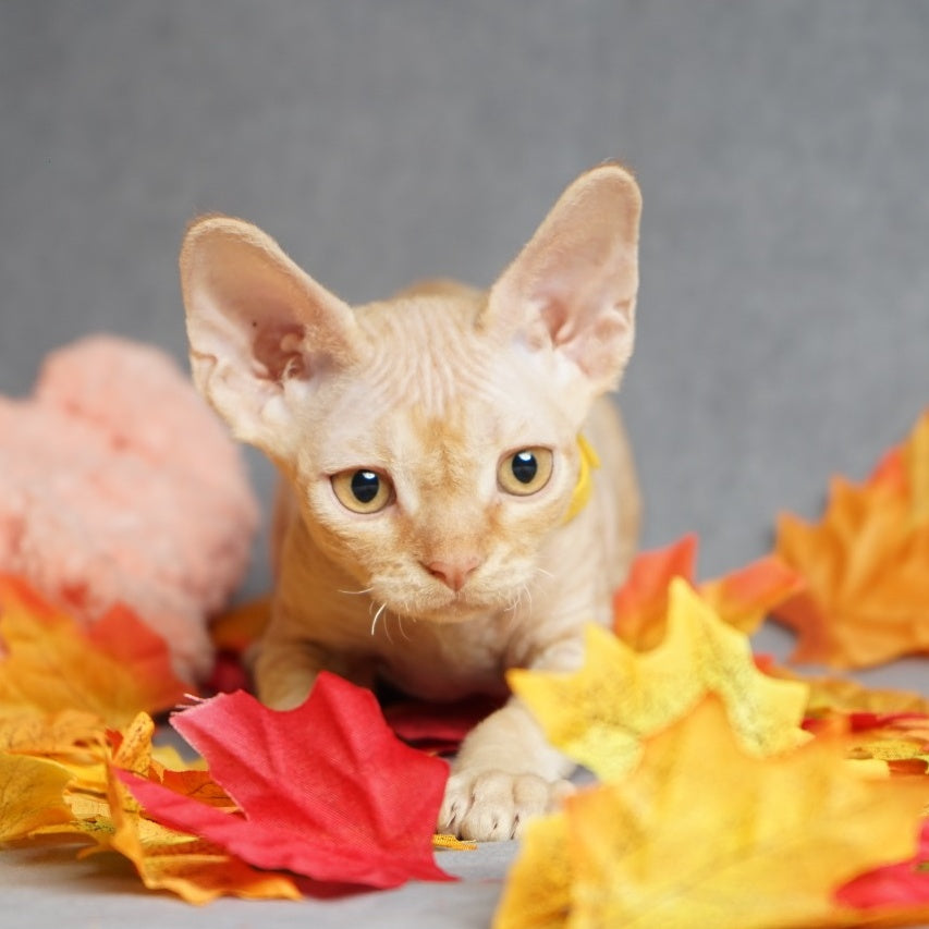 Pikachu Devon Rex male, red