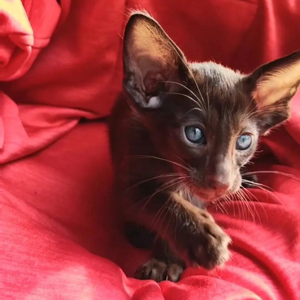 Zion Oriental Shorthair male, chocolate