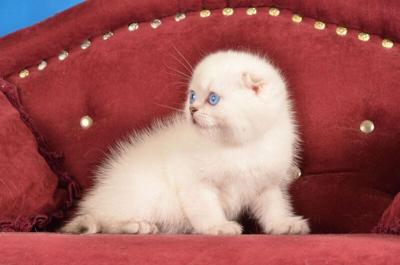 Eva Scottish Fold female black golden shaded pointed live animals