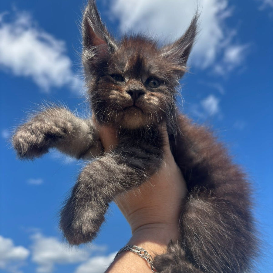 First Maine Coon male, black silver