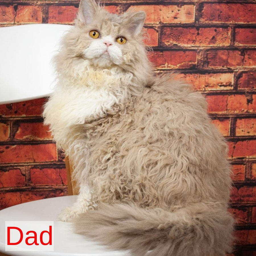 Elektra Selkirk Rex female, lilac harlequin