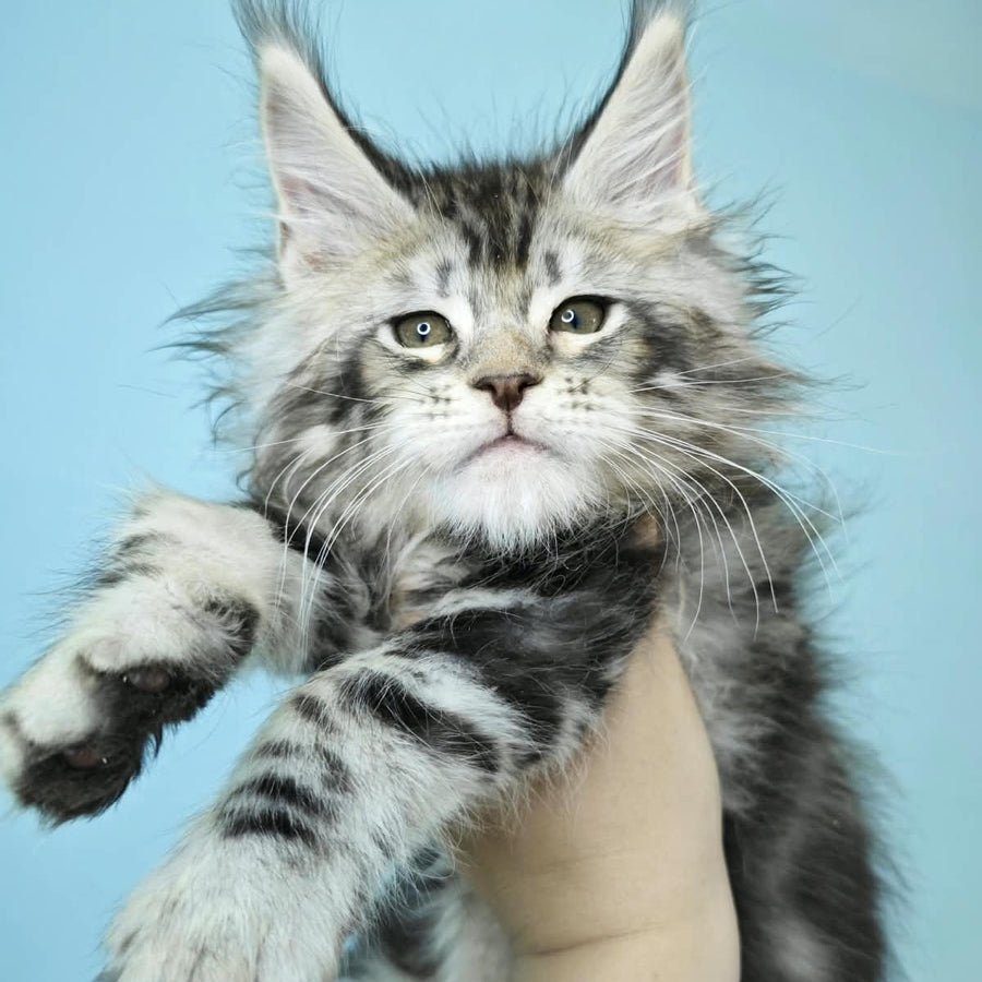 Henry Maine Coon male, black silver tabby