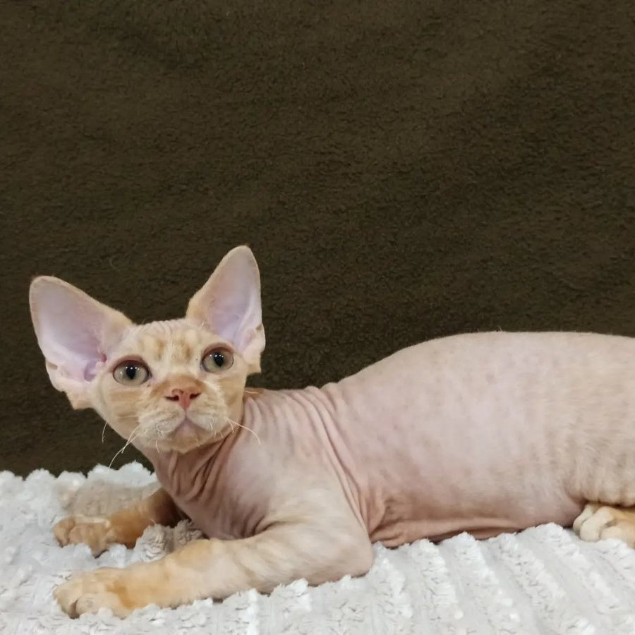Edgar Devon Rex male, red bicolour tabby