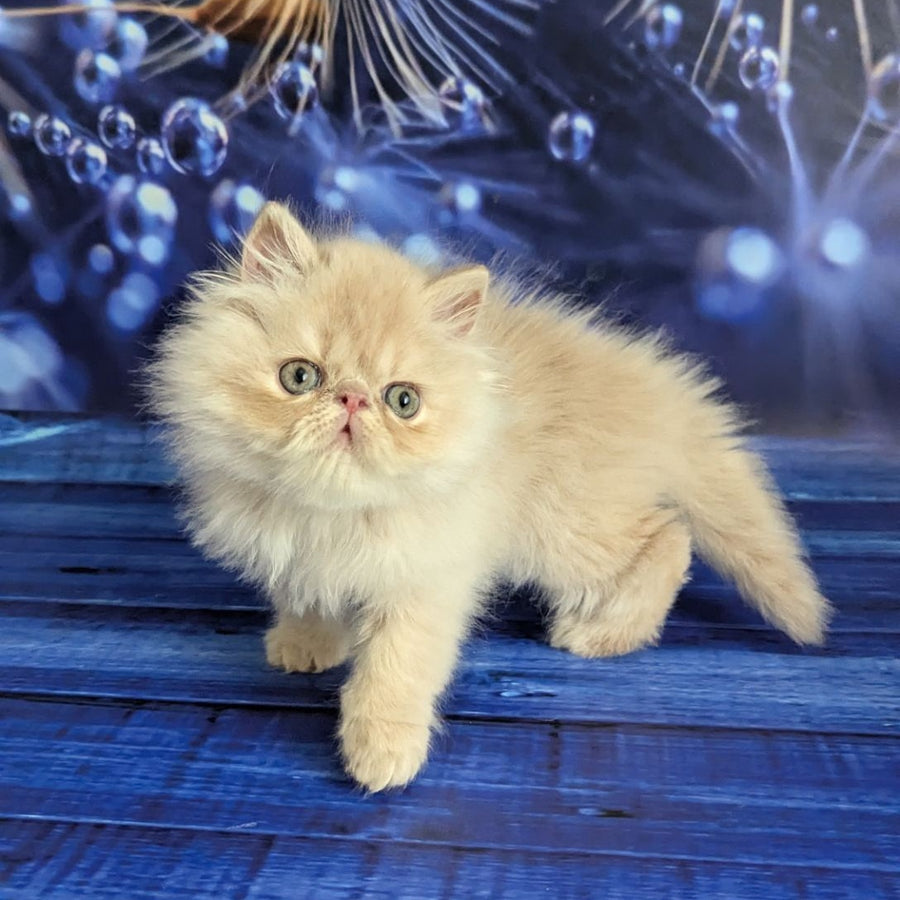 Timoti Persian male, cream tabby
