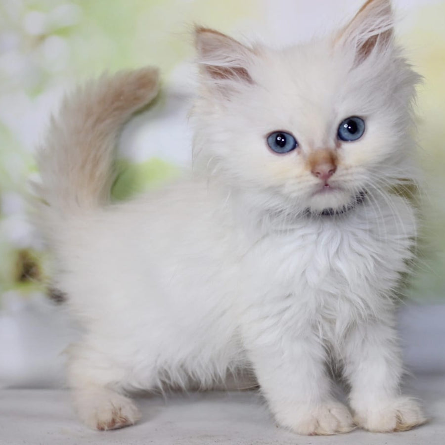 Onegin Siberian male, red tabby pointed
