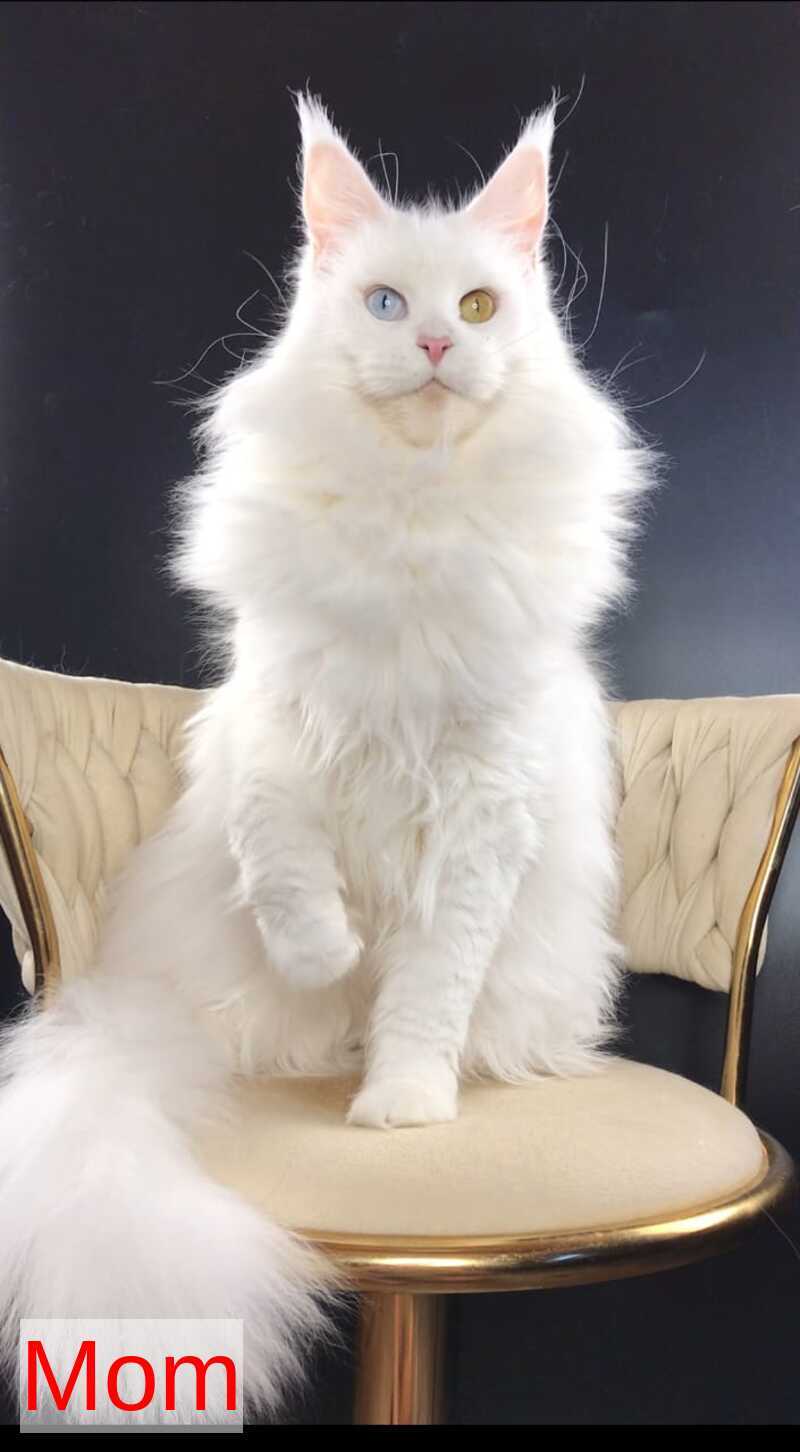 Xanti Maine Coon male, white