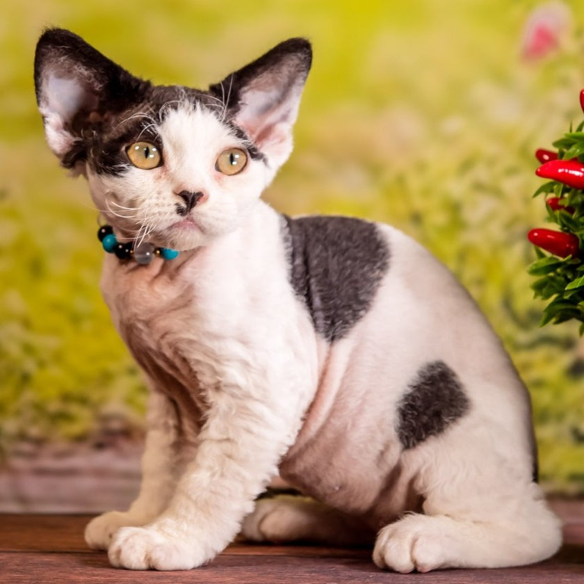 Lucke Devon Rex male, black harlequin