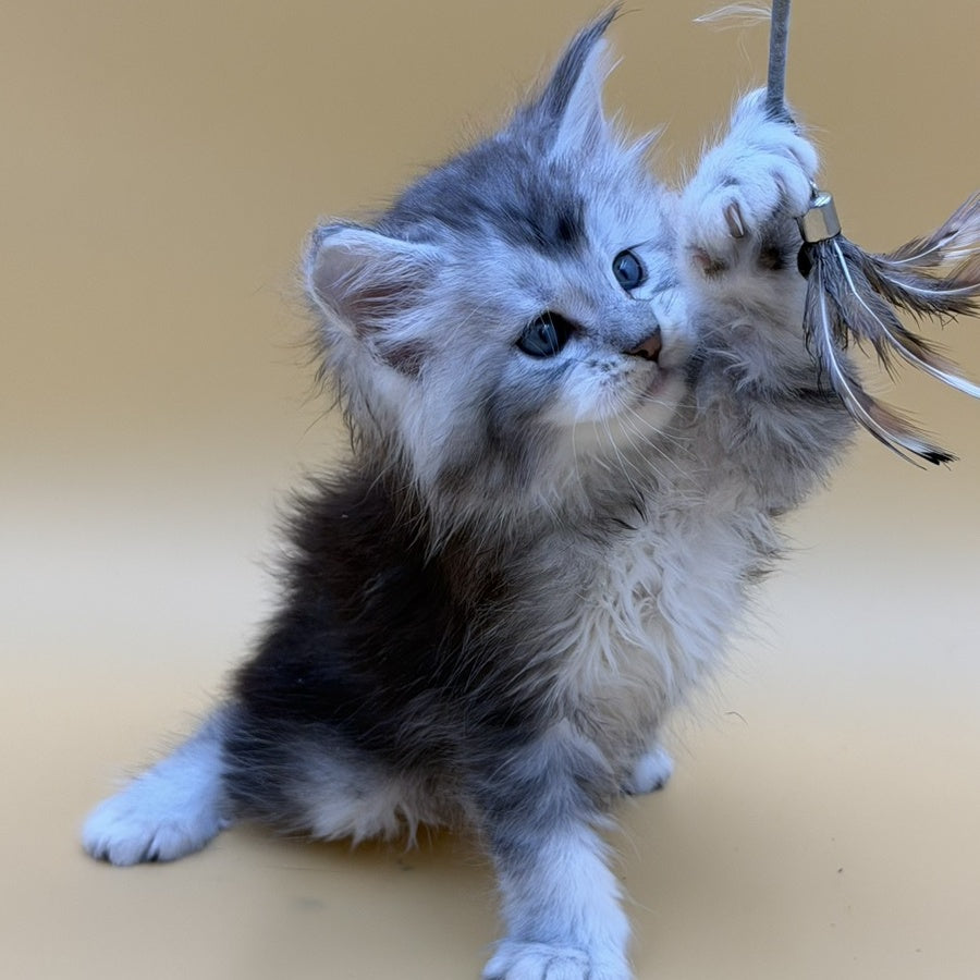 Hugo Maine Coon male, black silver ticked tabby