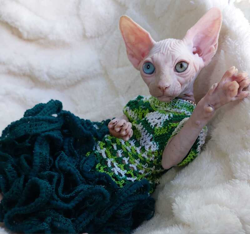 Tina Canadian Sphynx female, white