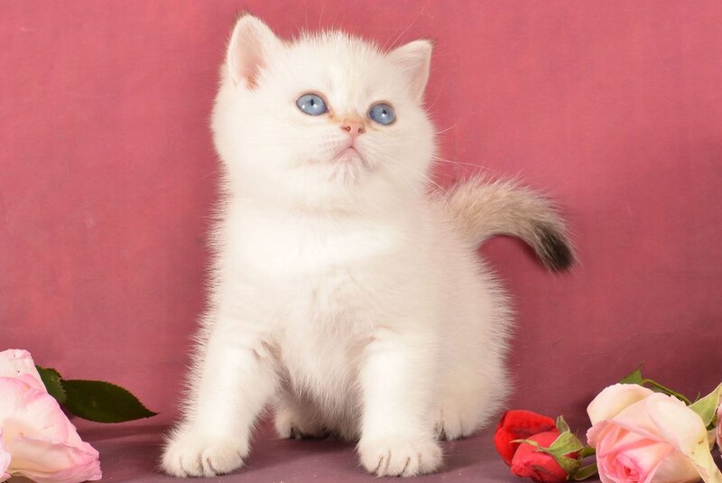 Queen British Shorthair female, chocolate golden shaded pointed
